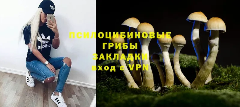 ссылка на мегу маркетплейс  Ковылкино  Псилоцибиновые грибы Cubensis  как найти наркотики 